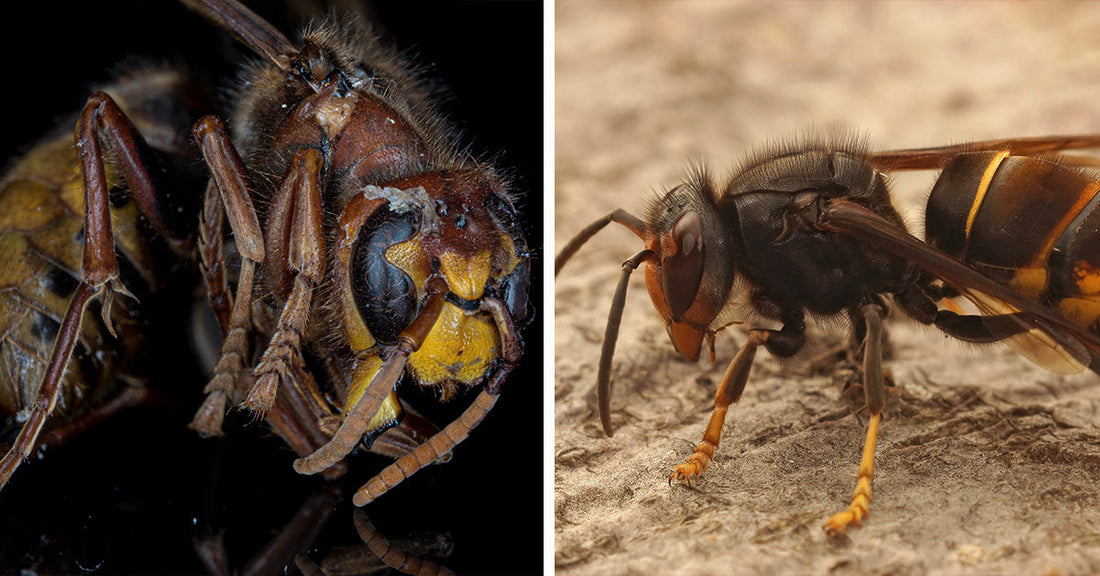 Split image showing a macro portrait of a yellow-legged hornet on the left and a side view of another hornet standing on wood on the right.