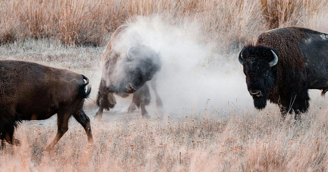 Scientists Confirm Bison Herds Have Finally United in Yellowstone