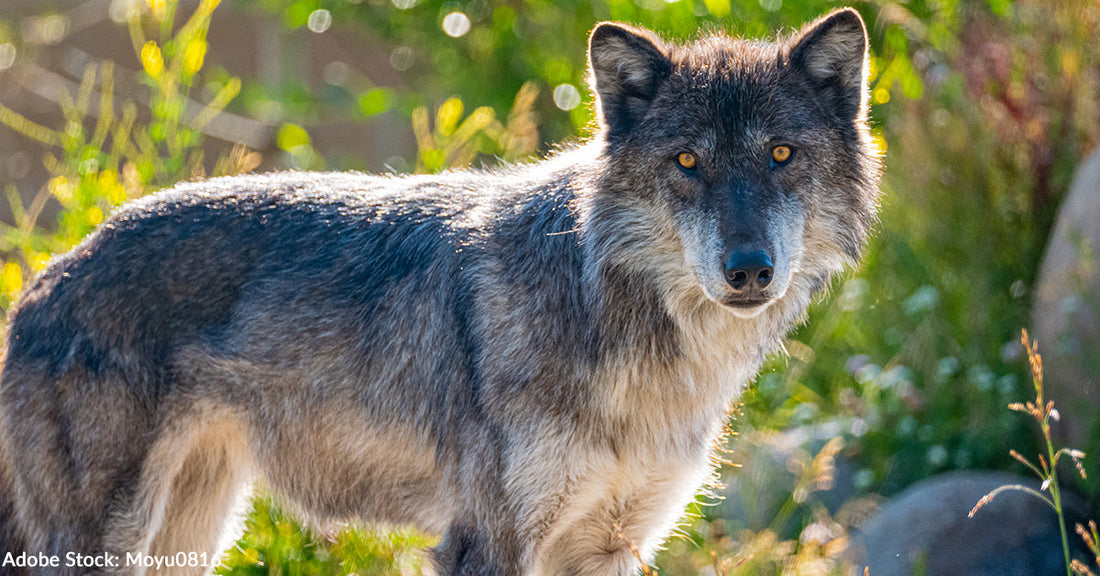 Yellowstone's Beloved Wolf Pack Escapes Hunters Just in Time