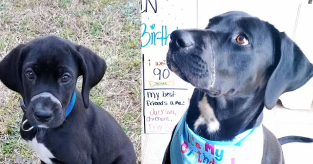 Split image of black dogs, one as a puppy and one grown, wearing a birthday bandana.