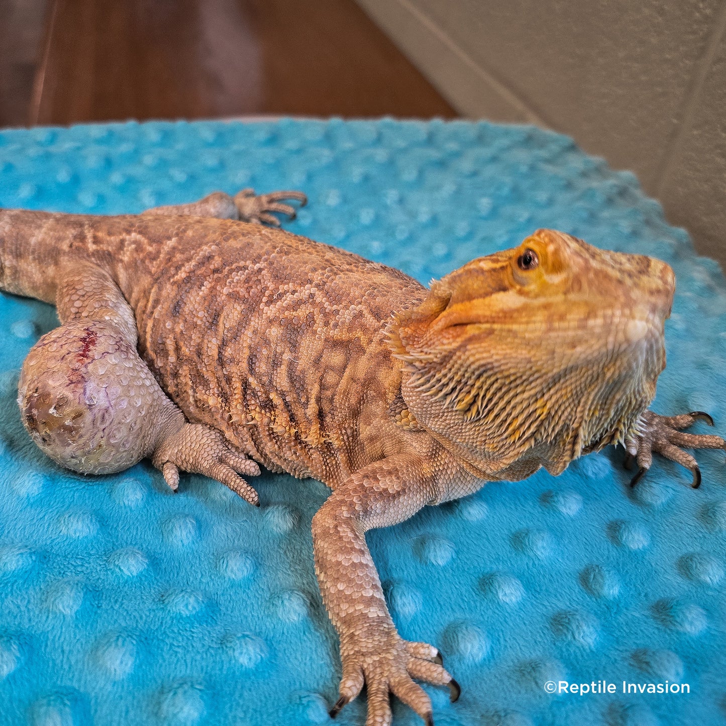 Send Supplies to Rescued Reptiles