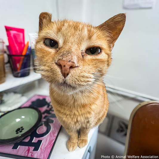 Get Goldie the Dental Surgery She Needs