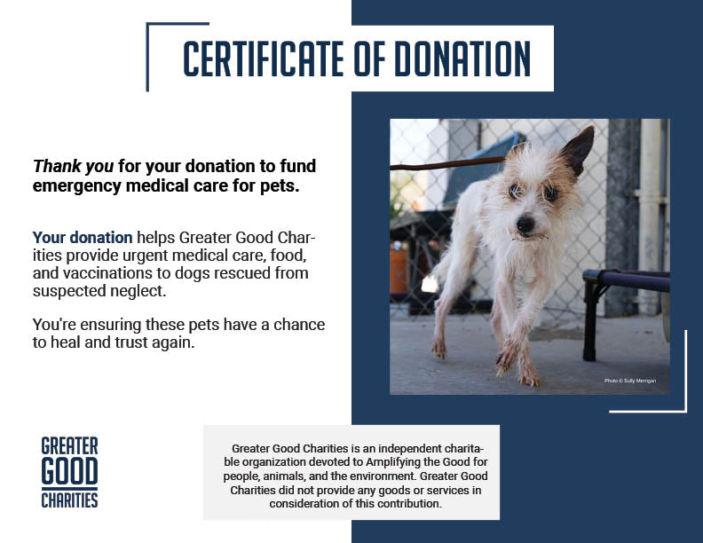 Terrier Mix Has Been Neglected For A Long Time: Help Cover His Care