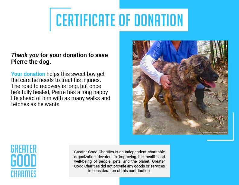 Funded: Street Dog Covered in Infected Wounds Needs Your Help to Heal