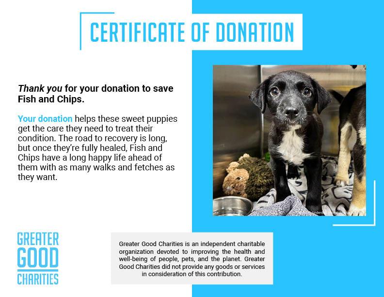 Funded: Sick Puppies Abandoned at Gas Station Need Your Help to Heal