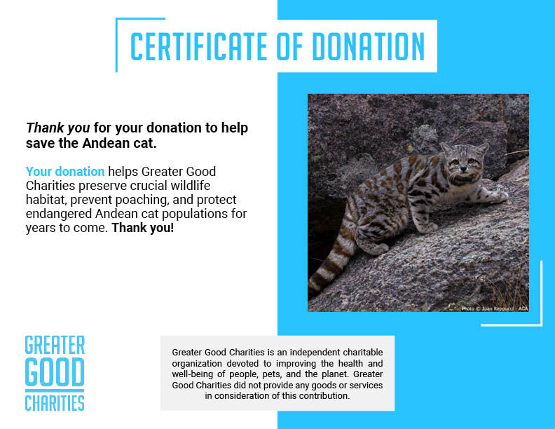 Help Save the Andean Cat