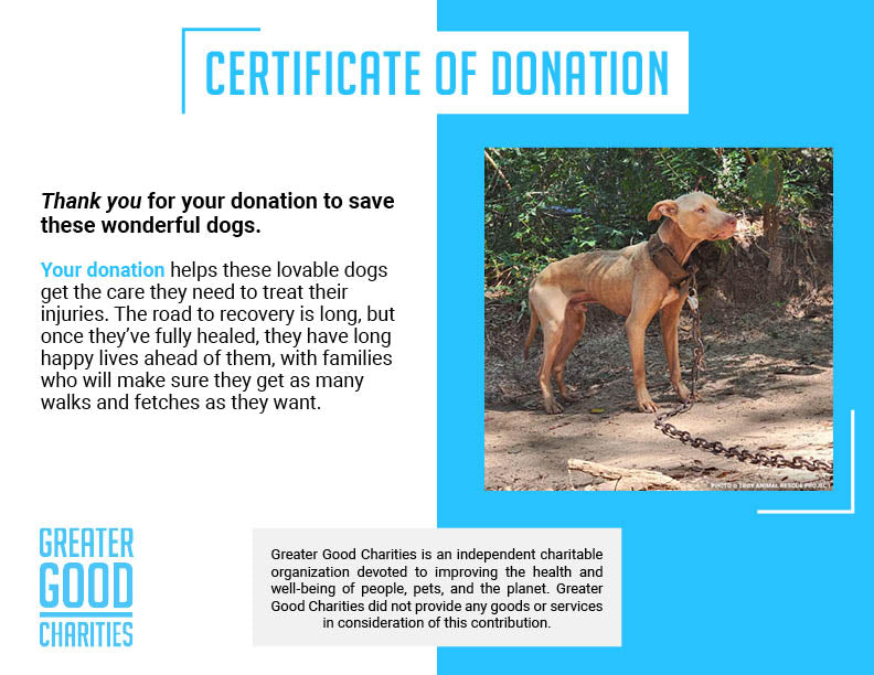 Help Dogs Removed from Chains Get Medical Care for Untreated Injuries & Illnesses