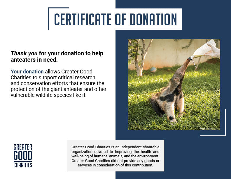 Help Protect the Vulnerable Giant Anteater