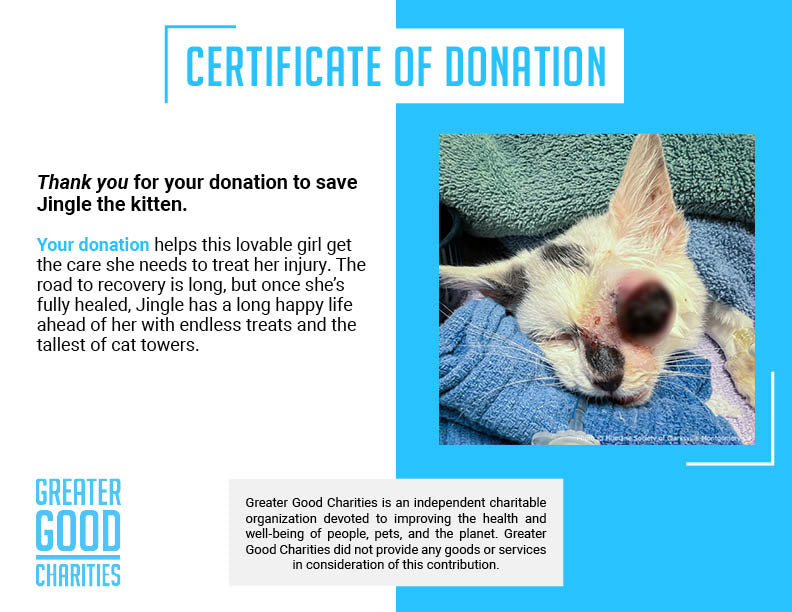 Funded: Kitten Near Death with Ruptured Eye Needs Your Support to Survive