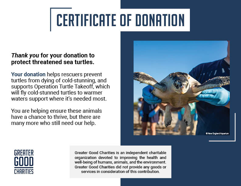 Operation Turtle Takeoff: Help Fly Endangered Sea Turtles to Warm Waters