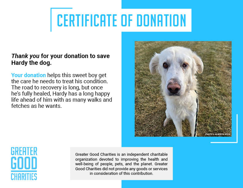 Funded: Starving Hardy with Severely Injured Eye Needs Critical Surgery