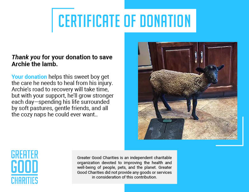 Funded: Lamb With Broken and Necrotic Leg Needs Emergency Surgery