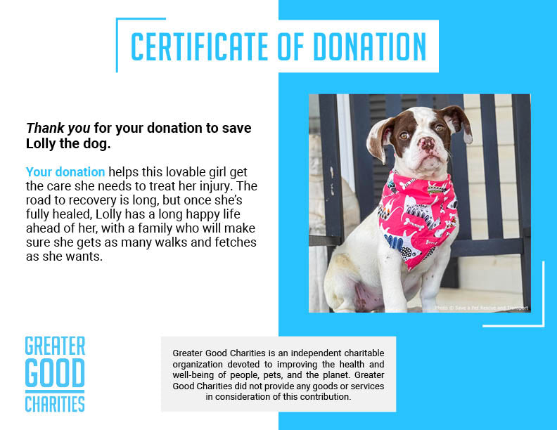 Funded: Stray Puppy in Critical Condition Needs Emergency Surgery to Heal