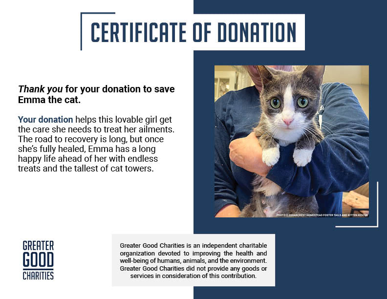 Funded: Help Emma Heal After Losing Kittens & Battle Severe Infection