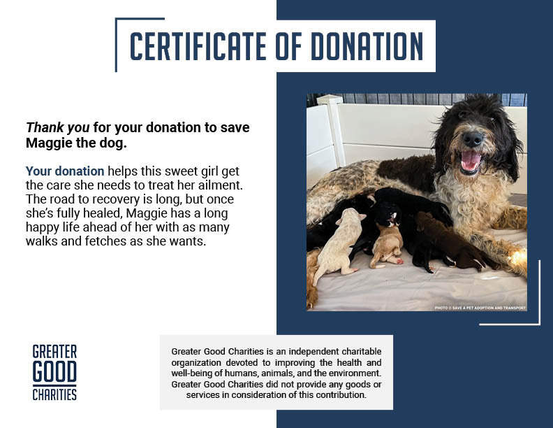 Funded: Help Maggie and Her Litter Through a Medical Emergency