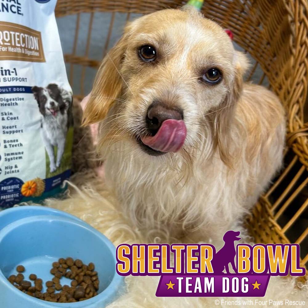Shelter Bowl 2026: Feed Hungry Shelter Pets