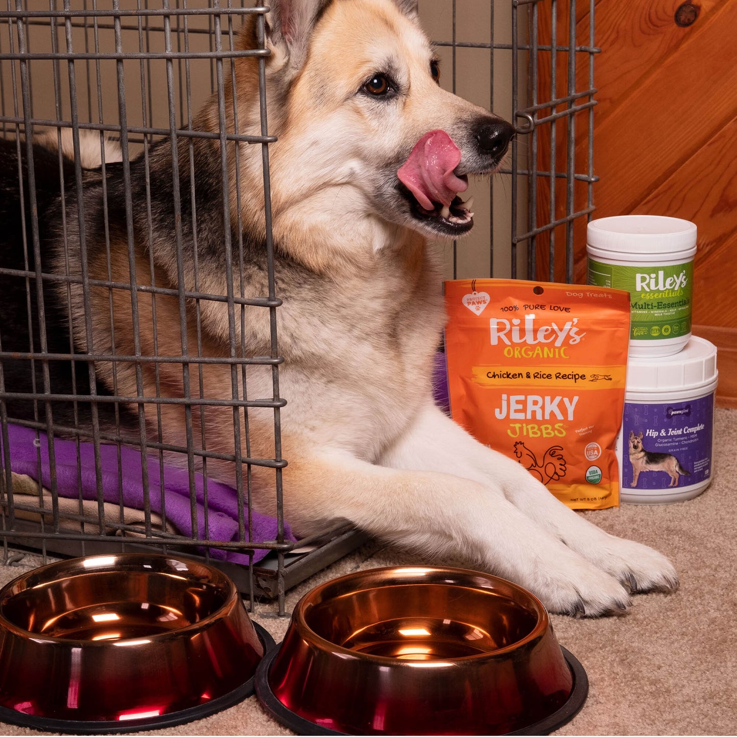 A senior dog licking his lips in a kennel laying on purple blanket, by two bowls, soft treats, joint supplements and multi vitamin powder.