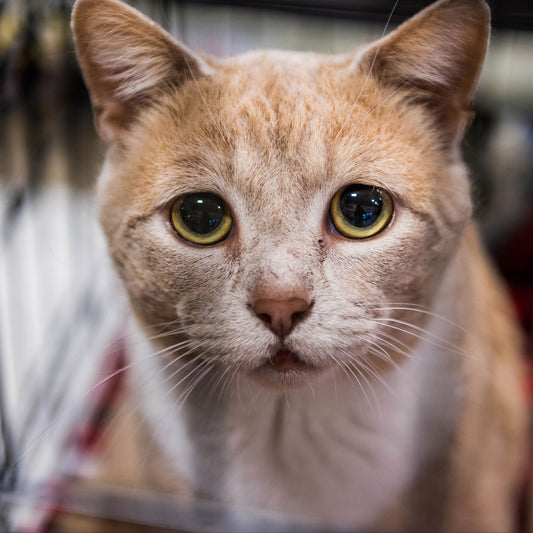 Send Support Packages to Senior Cats