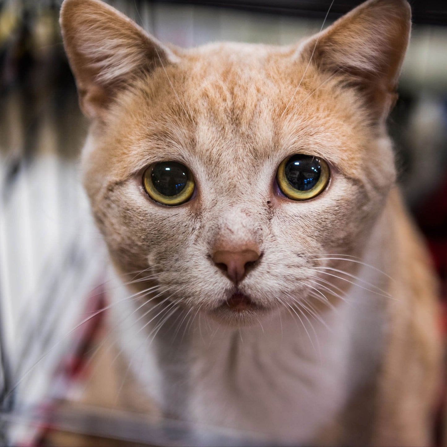 Send Support Packages to Senior Cats