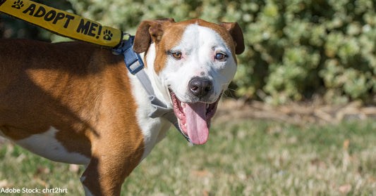 10 Reasons to Adopt Adult Dog