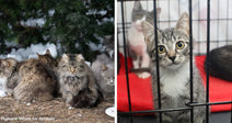 Split image showing a gray kitten behind cage bars on one side and several cats resting together on the other.