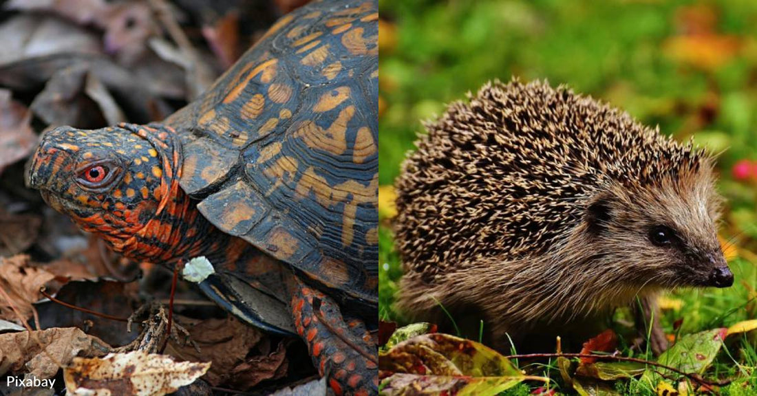 10 Beneficial Animals That Depend on Leaf Litter