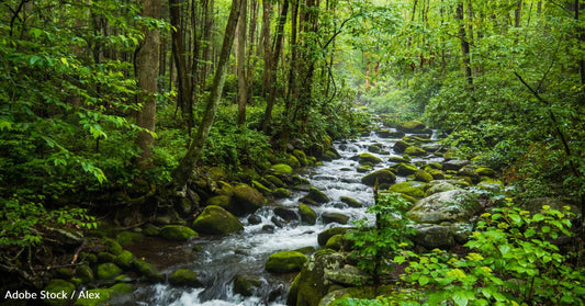 10 Benefits of Trees, and What You Can Do to Plant More