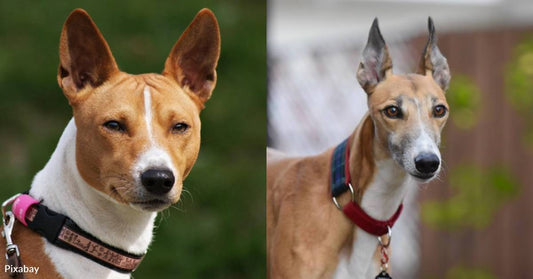 10 Cat-Like Dog Breeds
