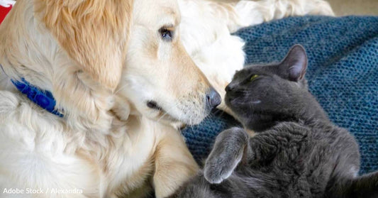 10 Dog Breeds That Get Along Well with Cats