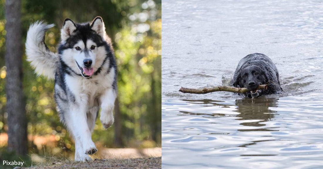 10 High Energy Dog Breeds That Would Love Going on Adventures With You