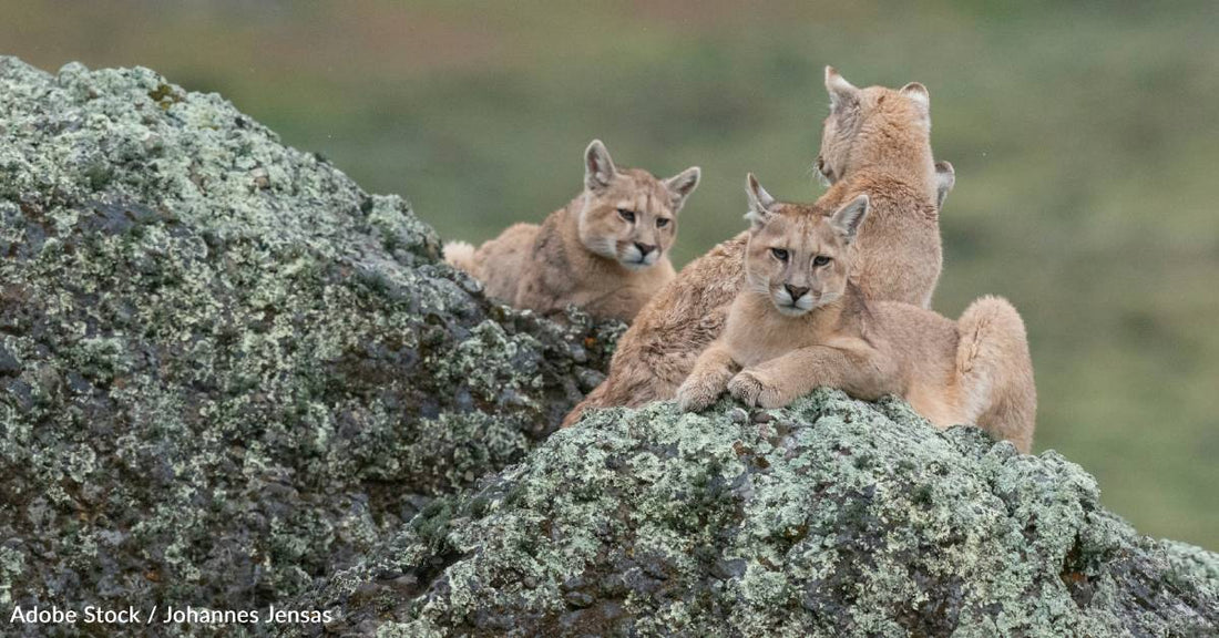 Their Eyes Change Colors, And Other Interesting Facts About Mountain Lions