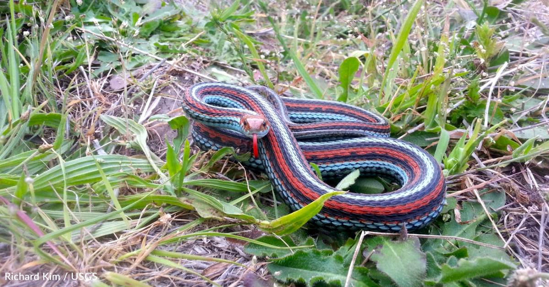 From One the Size of a Noodle to the 'Most Beautiful Serpent in North America': 10 Unique Snakes