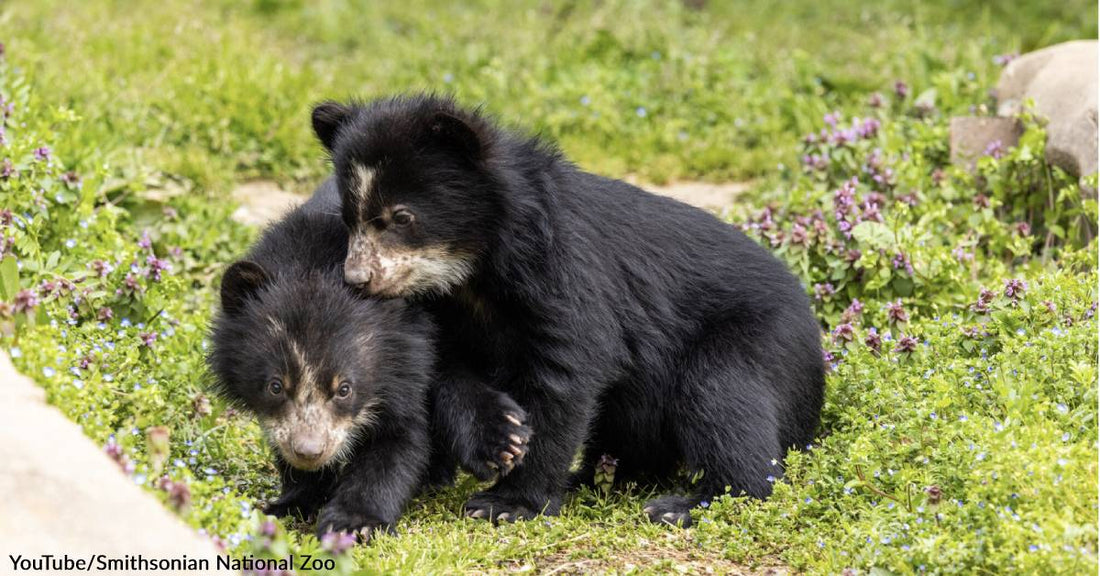 Insanely Cute Andean Bear Cubs at the Smithsonian Zoo Show Their Adorable Faces