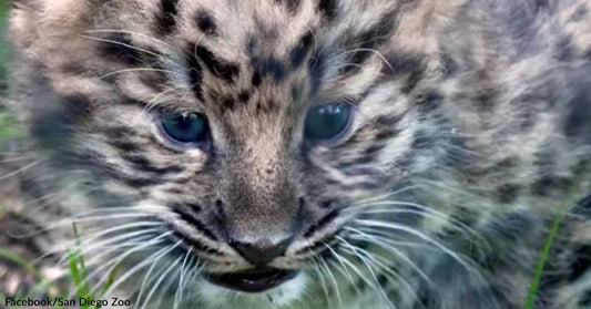 Extremely Rare Amur Leopard Cubs Make Their Debut at the San Diego Zoo!