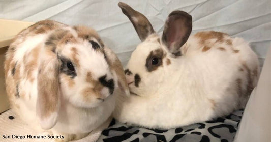 April the Holland Lop Would Like to Hop Right Into Your Life