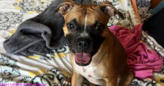 Wiggle-Butt Boxer Mix Going on a Year Old Needs a Forever Home