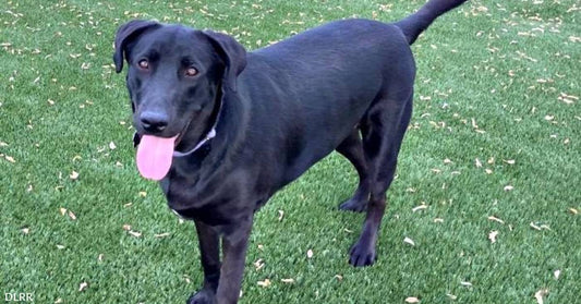 A Young Black Lab Named Shaw Needs a Committed Human Who Has His Best Interests in Mind