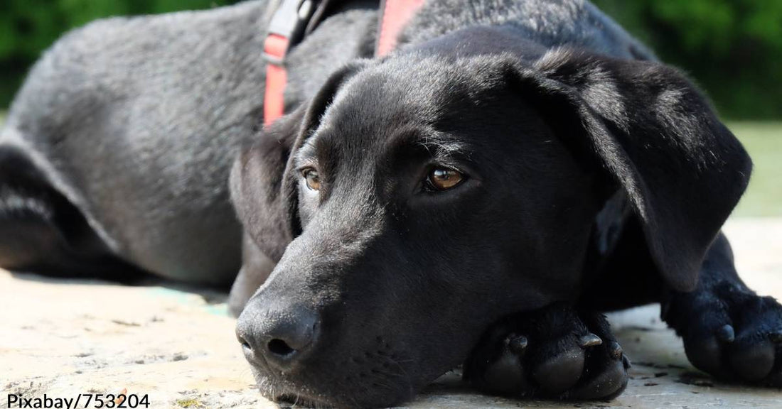 Black Lab Puppy "Tomas" Wants to Know What Your Thoughts on Adoption Are. . .