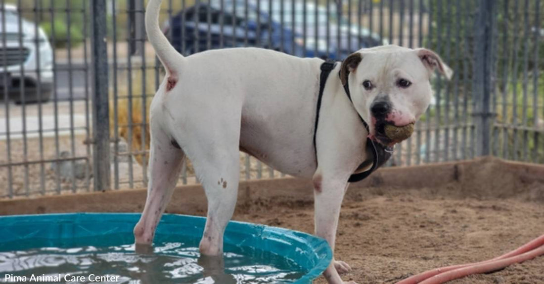 Long-Stay Shelter Dog Has No Idea Why Someone Hasn't Snapped Him Up Yet