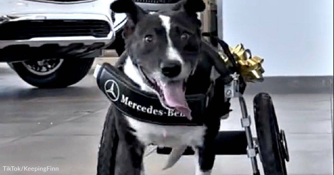 Disabled Dog Gets Wheelchair Gifted From Mercedes Benz &amp; Others