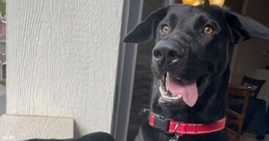 Young Chance, the Black Lab, Has a Golden Personality He'd Like to Share