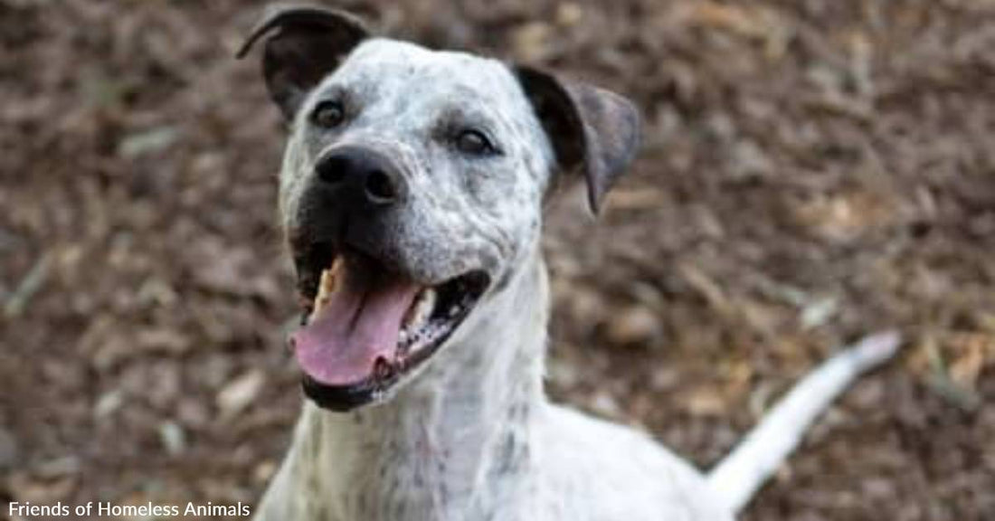 Pointer/Great Dane Mix Known as Cinnamon Wants to Spice Up Your Life