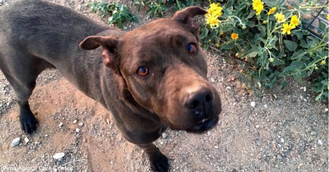 Adoptable Rescue Dog, Cinder, Could Be Your Real-Life Cinderella