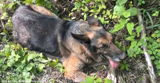 Senior Dog, Clancy, Shot &amp; Left to Die, Needs Your Help