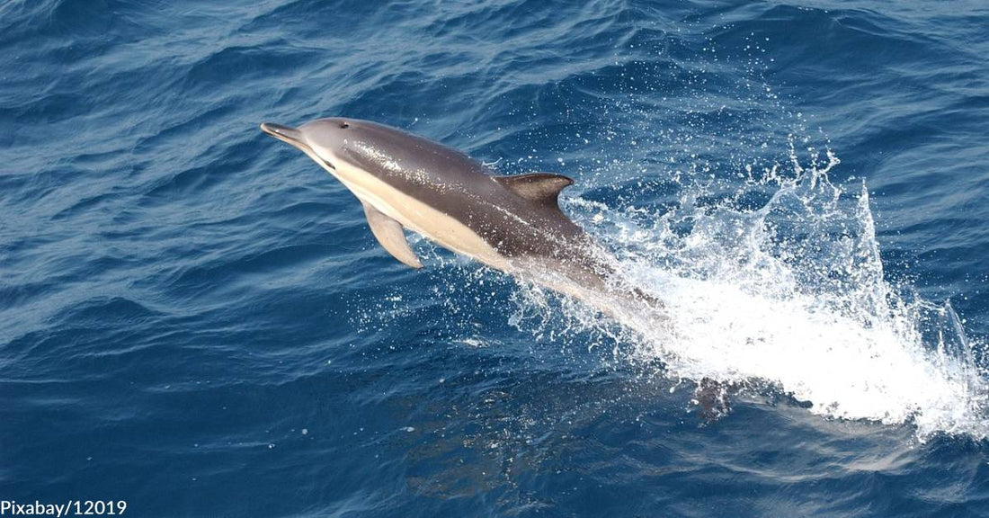 Dolphin Dave Cited for Harassing Humpback Whale and Dolphins in Hawaii