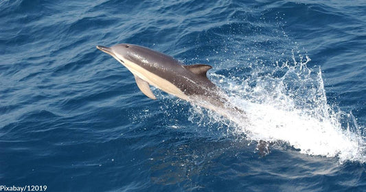 Dolphin Dave Cited for Harassing Humpback Whale and Dolphins in Hawaii