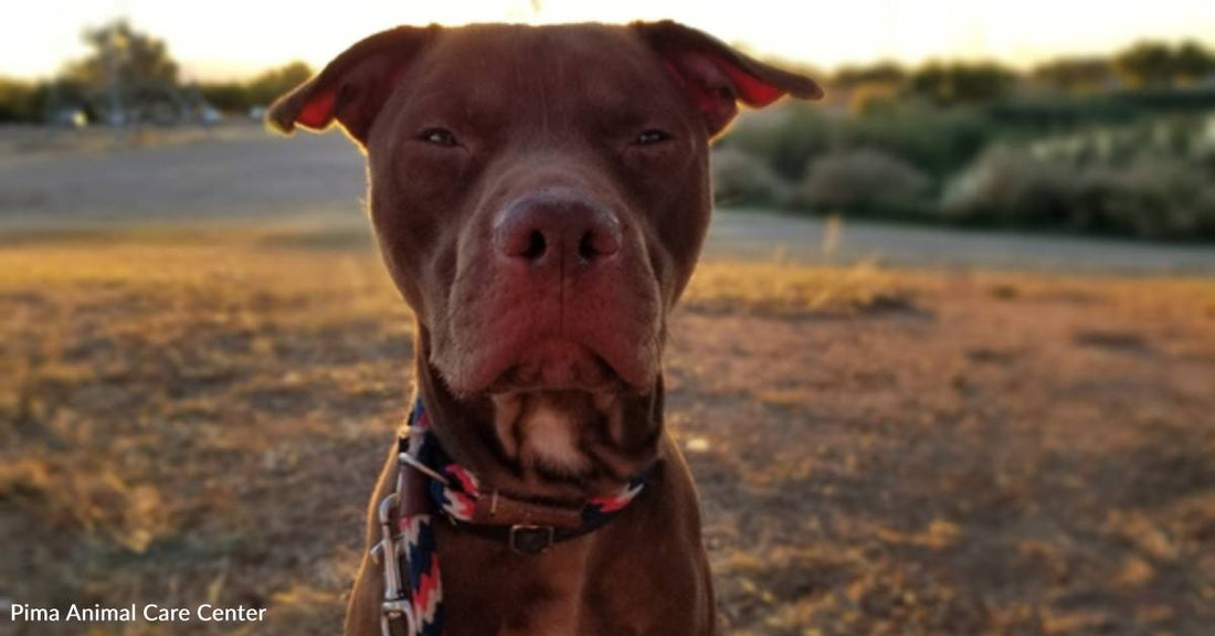 Zen Master Dresden is Patiently Waiting for the Forever Family He Knows is Out There