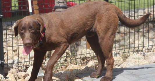 Purebred Chocolate Lab Puppy Needs a Forever Home with Consistency