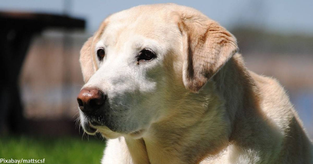 Emotional Support Dogs Making Inroads into Helping Law Enforcement Officers