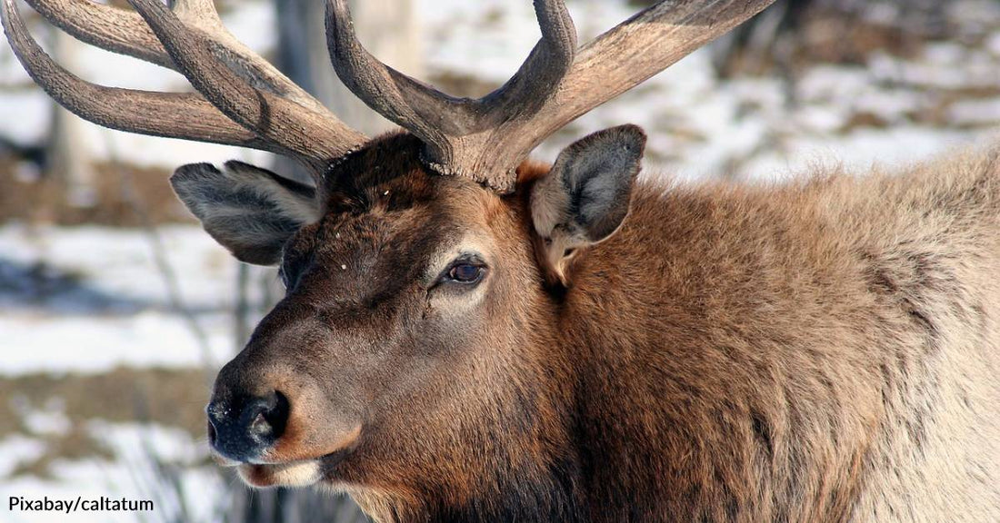 Bull Elk Sightings Increasing in Iowa, "No Longer Uncommon"